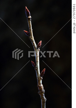 自然　植物　フゲンゾウ、冬芽です。八重で大振り華やかな花を咲かせる桜ですが冬芽は細身な感じ① 27970661