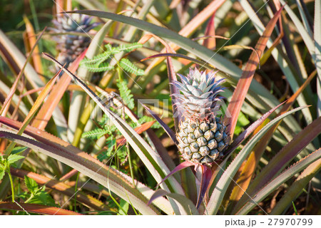 fresh pineapple growing up in garden 27970799