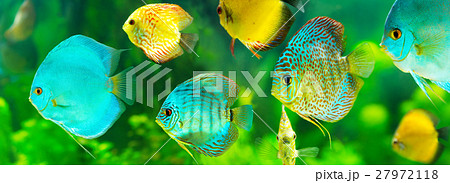 colorful tropical discus fish 27972118