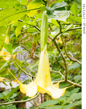 Angel trumpet flower in full bloom, Datura 27972783