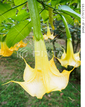 Angel trumpet flower in full bloom, Datura 27972785