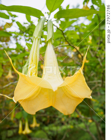Angel trumpet flower in full bloom, Datura 27972786