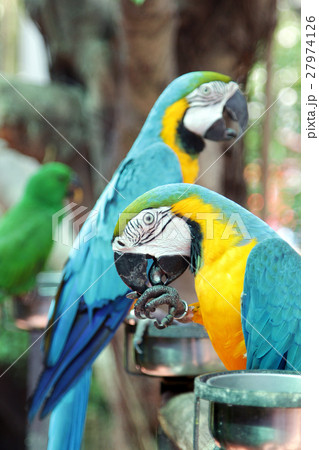 Colourful parrot birds Colourful parrot birds 27974126