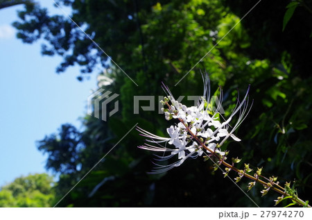 南国の花 27974270