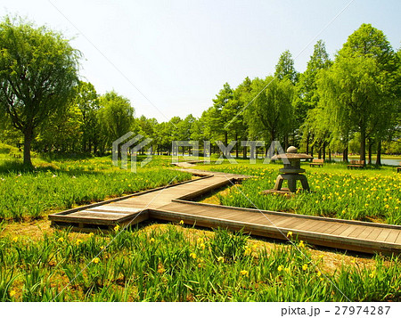 石灯籠のある菖蒲田風景 石灯籠のある菖蒲田風景 27974287