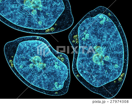 Three amoebas on black background 27974308