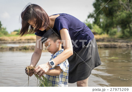 Mother is teaching her son to plant the rice Mother is teaching her son to plant the rice 27975209
