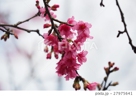 寒緋桜 27975641