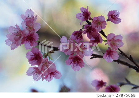 寒緋桜 27975669