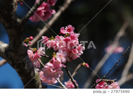 寒緋桜 寒緋桜 27975690