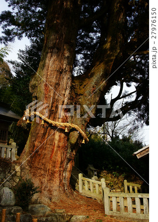 大湫神明神社の大杉 大湫神明神社の大杉 27976150