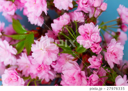 fresh spring flowers on blue 27976335