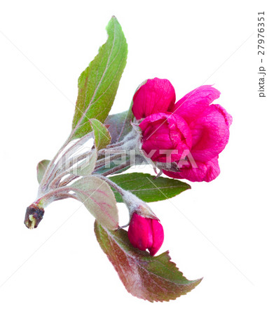 twig of pink spring flowers twig of pink spring flowers 27976351