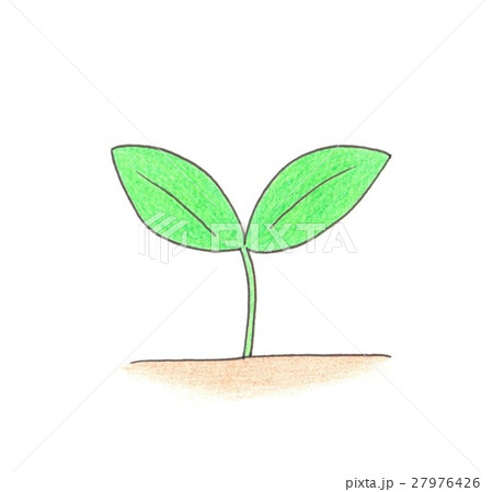 新芽 27976426