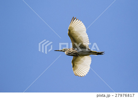 Image of egret flying in the sky. Heron. 27976817