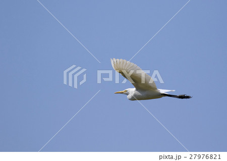 Image of egret flying in the sky. Heron. Image of egret flying in the sky. Heron. 27976821