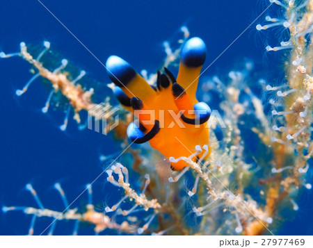 ウミウシ 27977469