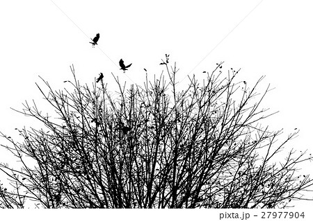 the crows with autumn tree, black and white 27977904