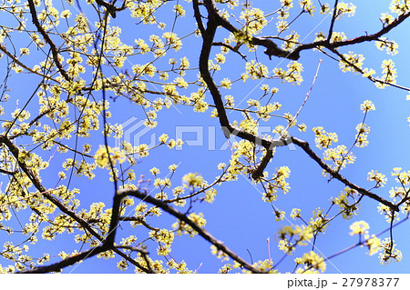 早春・サンシュウの輝き 早春・サンシュウの輝き 27978377