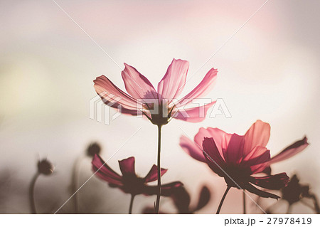 Vintage Cosmos flowers - Stock Photo [27978419] - PIXTA