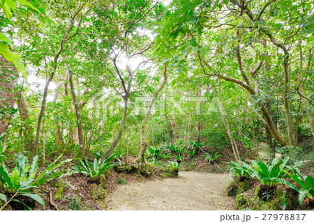 沖縄 沖縄 27978837