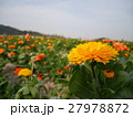 ガーベラ畑 27978872