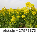 菜の花 27978873