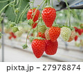 いちご 27978874
