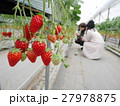 イチゴ狩り 27978875