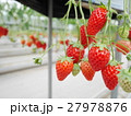 イチゴ 27978876