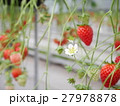 イチゴ 27978878