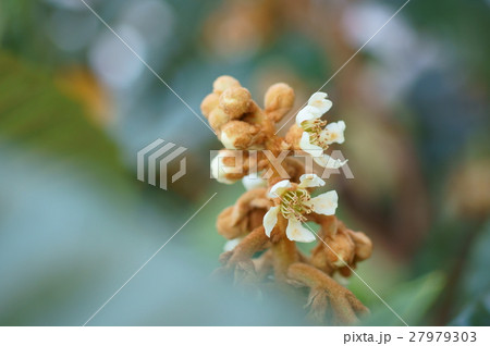 ビワの花 27979303