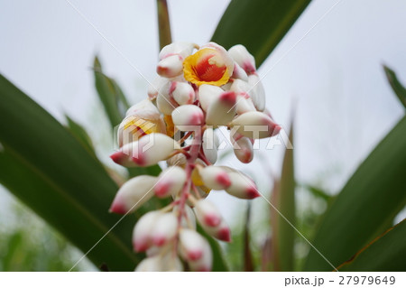 さねんばな　月桃 27979649