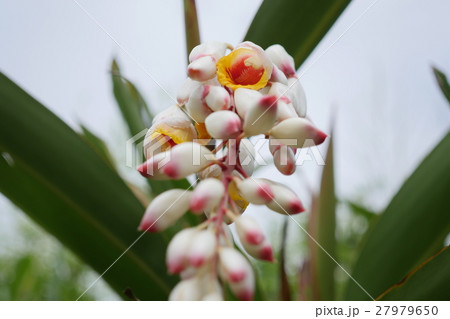 さねんばな 月桃の写真素材