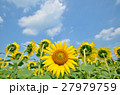 夏空とひまわり 27979759