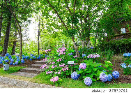 ロッジとアジサイ 27979791