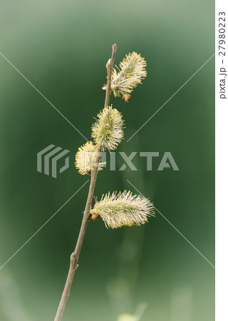 Blooming willow branch Blooming willow branch 27980223