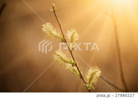 Blooming willow branch Blooming willow branch 27980227