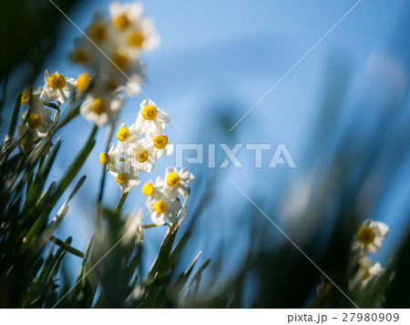 水仙（青空） 27980909