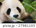 パンダ 27981103