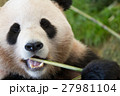 パンダ 27981104