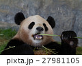 パンダ 27981105