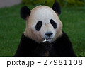 パンダ 27981108