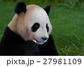 パンダ 27981109