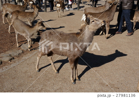 観光客に大人気の奈良公園の鹿 観光客に大人気の奈良公園の鹿 27981136