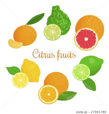 Fresh Citrus Set Orange Lemon Lime Bergamotのイラスト素材