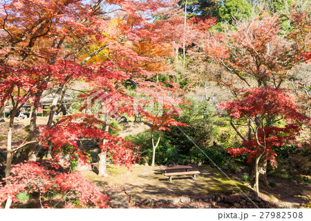 熱海梅園の紅葉 熱海梅園の紅葉 27982508