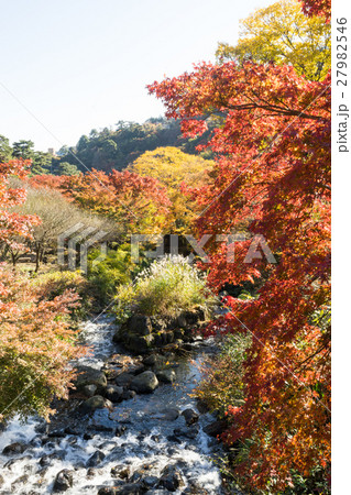 熱海梅園の紅葉 27982546