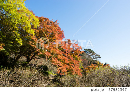 熱海梅園の紅葉 熱海梅園の紅葉 27982547