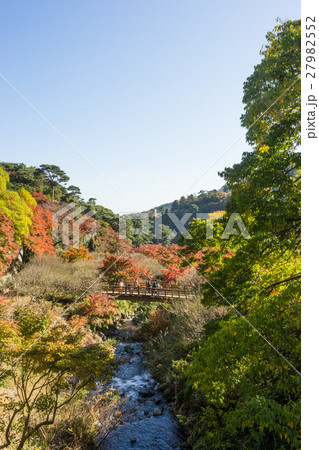 熱海梅園の紅葉 熱海梅園の紅葉 27982552